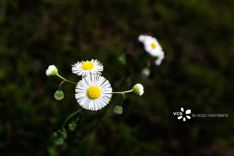 五月户外菊科野花一年蓬图片素材
