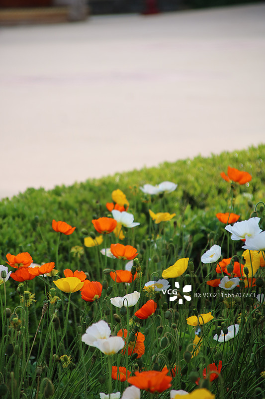 虞美人图片素材