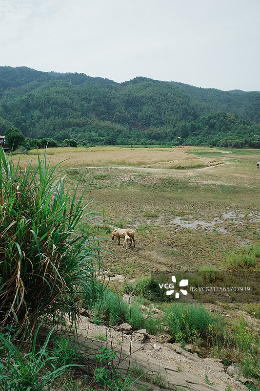 南昌市梅岭狮子峰景色图片素材