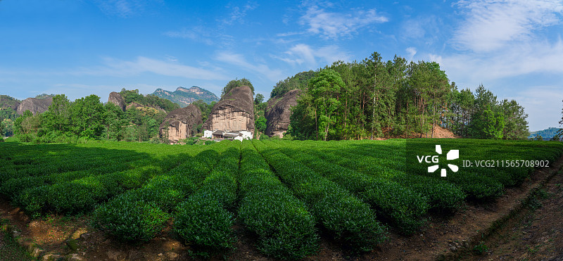 武夷山 马头岩 茶园图片素材