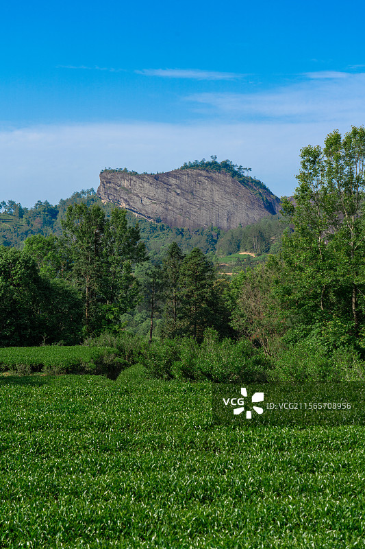 猫耳石 肉桂 武夷山茶园图片素材