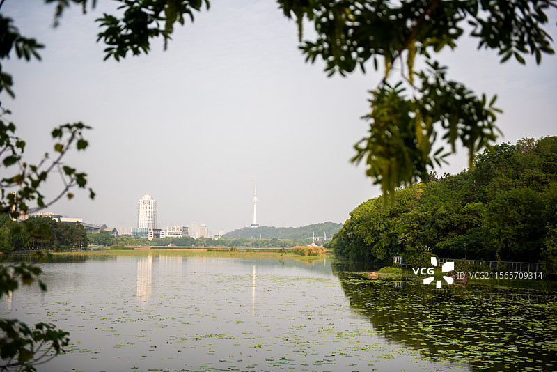汉阳月湖公园图片素材