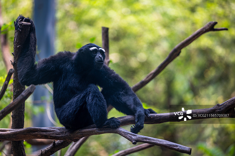 白眉长臂猿图片素材