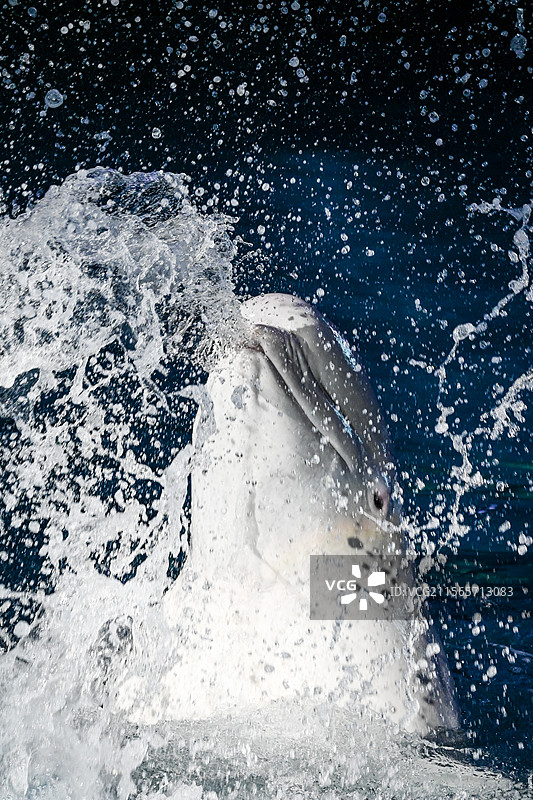 大连老虎滩白鲸喷水图片素材