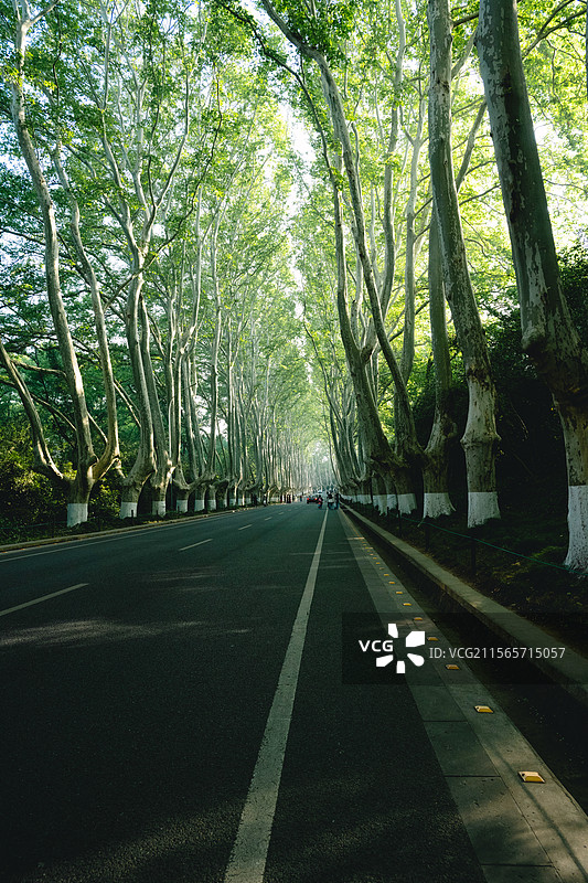 梧桐大道图片素材