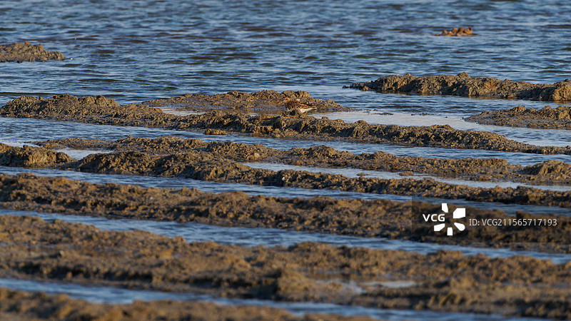 天津汉沽盐场图片素材