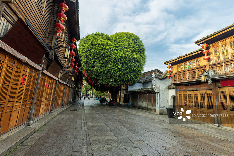 春季三坊七巷的爱心树，国家5A级旅游景区爱心形状的一棵榕树图片素材