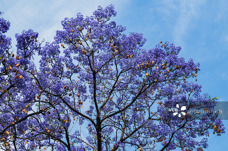 西昌市的蓝花楹图片素材