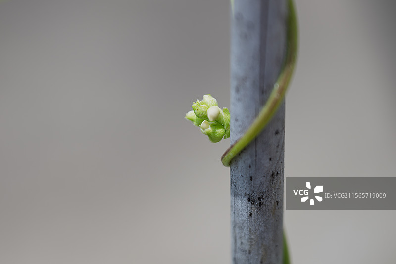 新生的绿色嫩芽图片素材