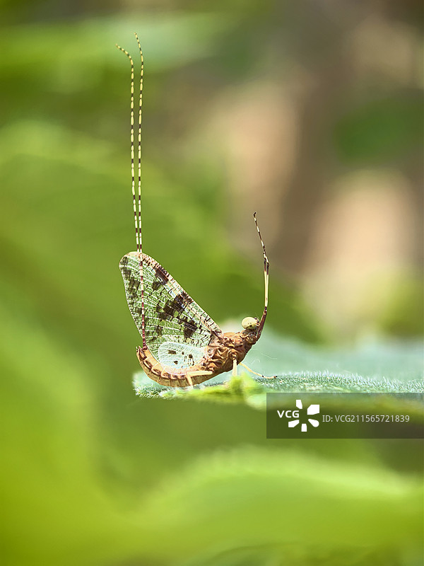 安阳县都里镇东郊口村的蜉蝣图片素材