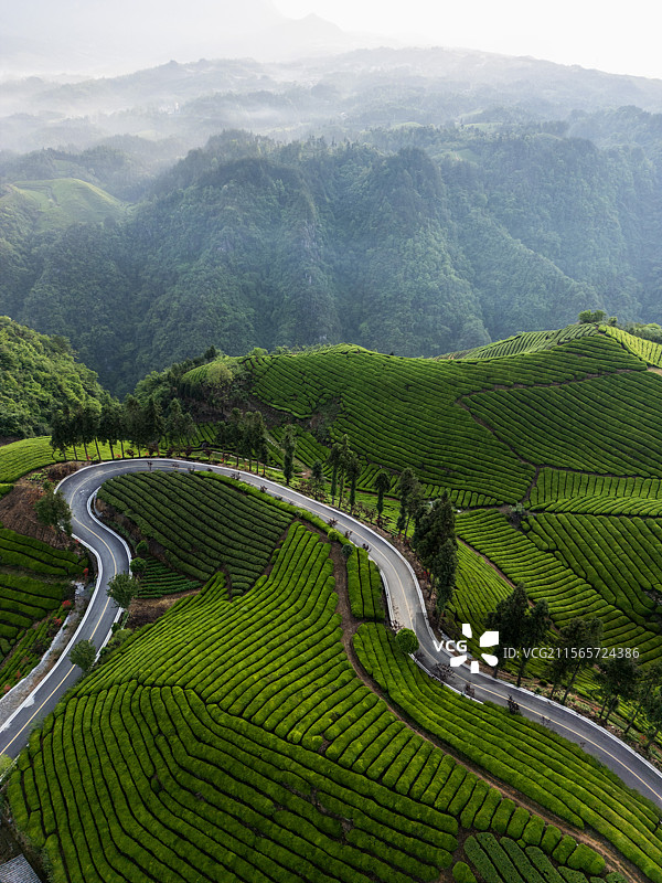 湖北恩施木耳山万亩茶园风光图片素材