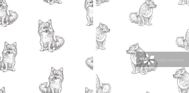 可爱小斯皮茨犬的无缝图案素描图片素材