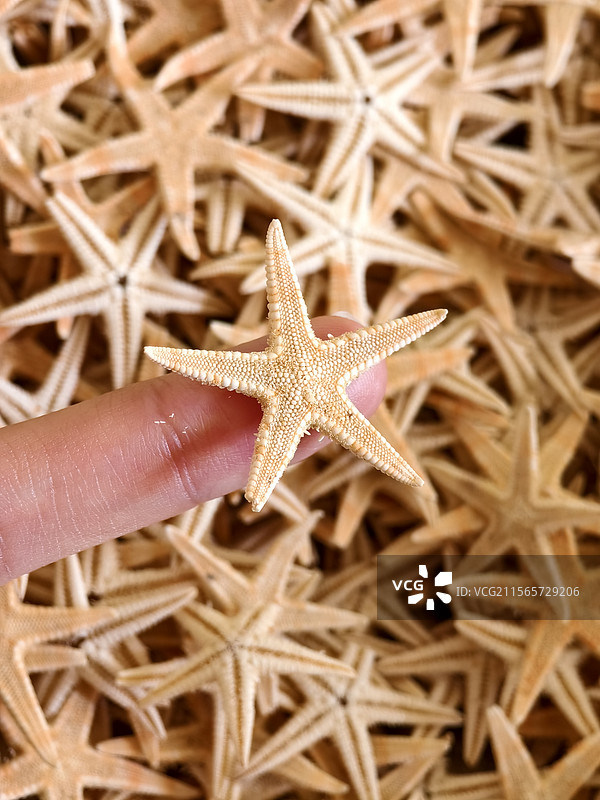 指尖上的迷你小海星图片素材