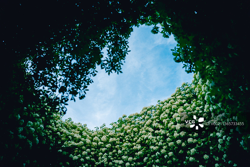 木香花 仰视 花海 蓝色 纯净 美 鲜艳图片素材