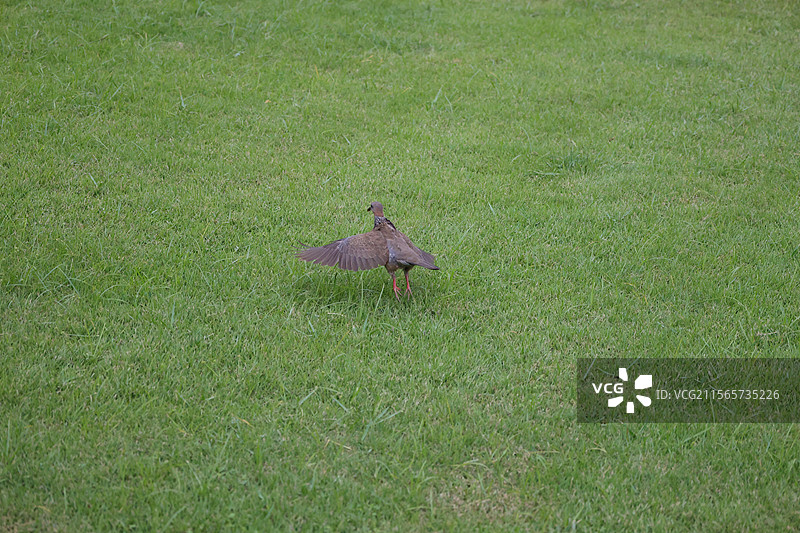 南山景区，三亚，图片素材