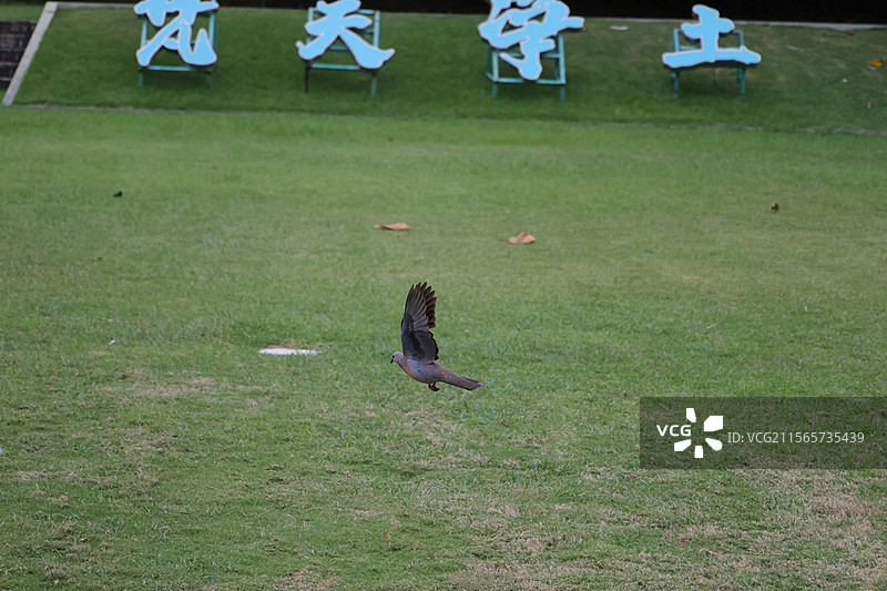 南山景区，三亚，图片素材