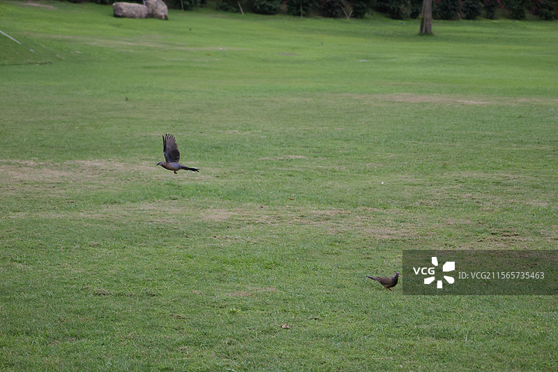 南山景区，三亚，图片素材