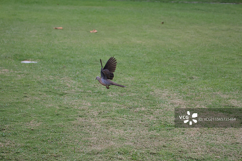 南山景区，三亚，图片素材