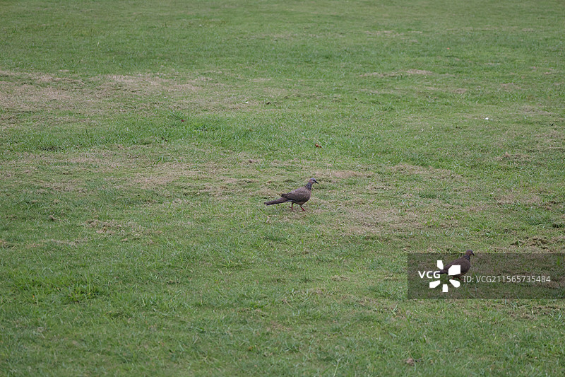 南山景区，三亚，图片素材