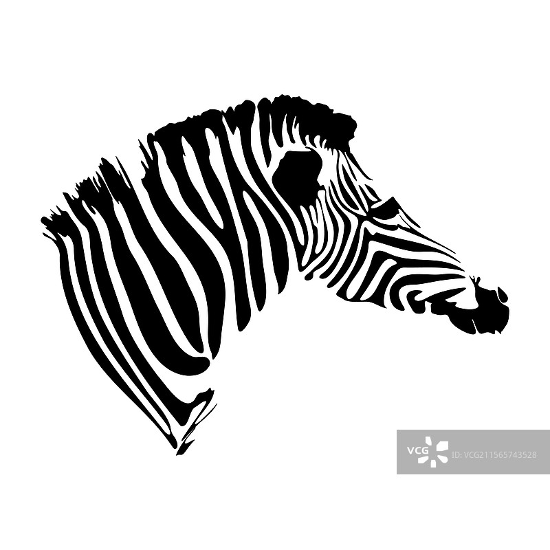 黑白斑马头图片素材