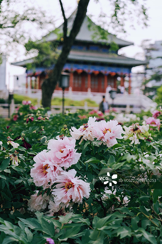 历史建筑 夜景 鼓楼 城墙 宫殿 长安的荔枝 文物图片素材