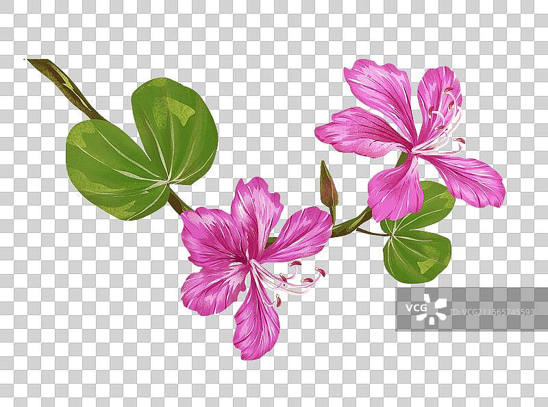 羊蹄甲 洋紫荆插画元素图片素材