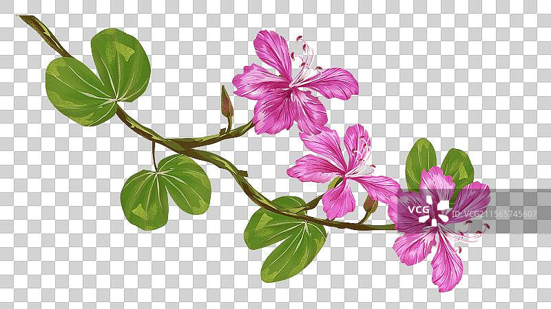 羊蹄甲 洋紫荆插画元素图片素材