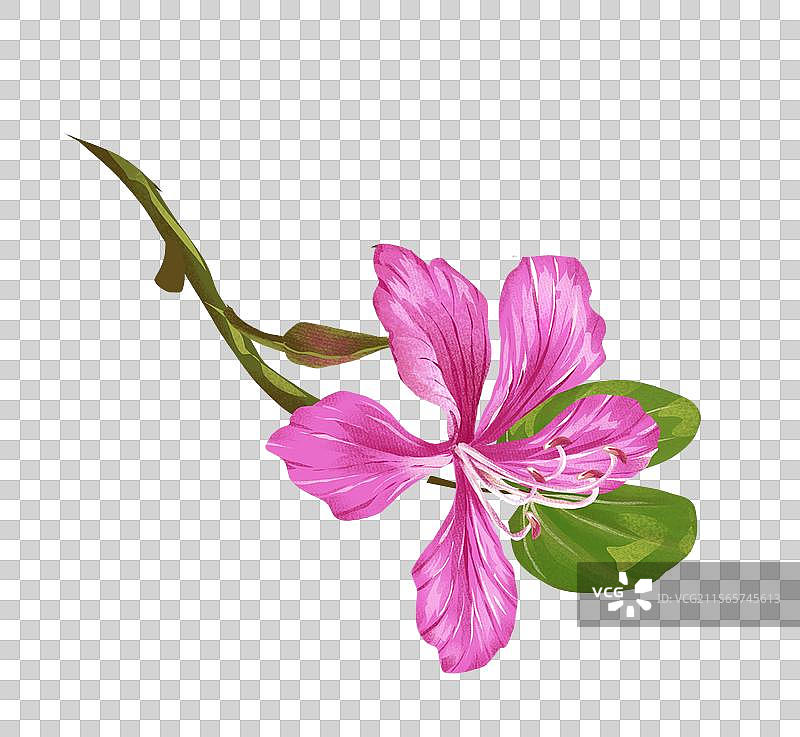 羊蹄甲 洋紫荆插画元素图片素材