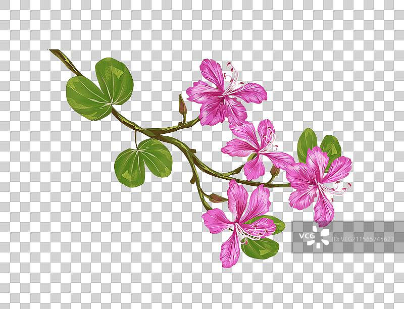 羊蹄甲 洋紫荆插画元素图片素材