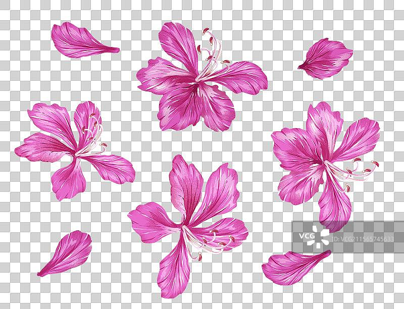 羊蹄甲 洋紫荆插画元素图片素材