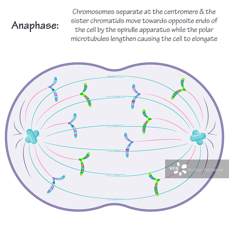 有丝分裂的后期图片素材