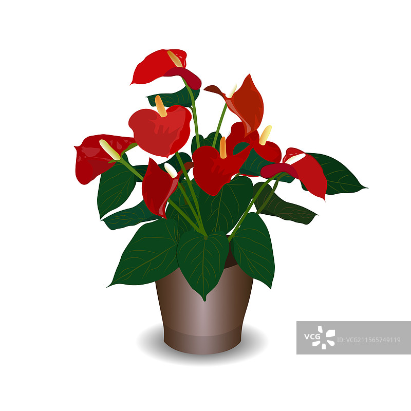 室内植物安瑟瑞姆花图片素材