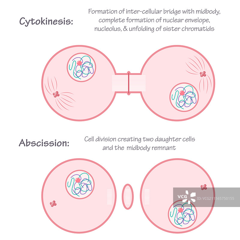 有丝分裂的细胞质分裂和切断阶段图片素材