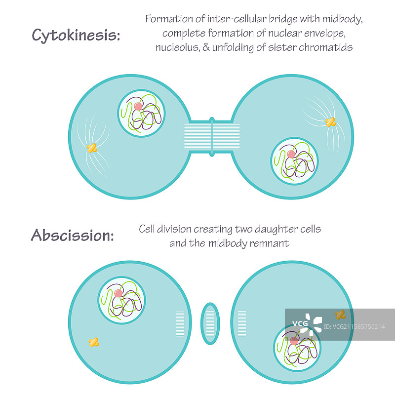 有丝分裂的细胞质分裂和切断阶段图片素材