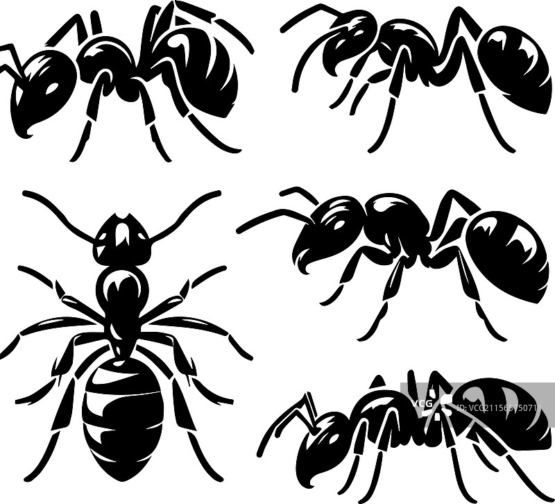 风格化的黑蚂蚁图案和剪影图片素材