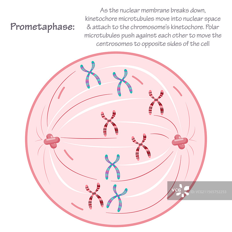 有丝分裂的前中期阶段图片素材