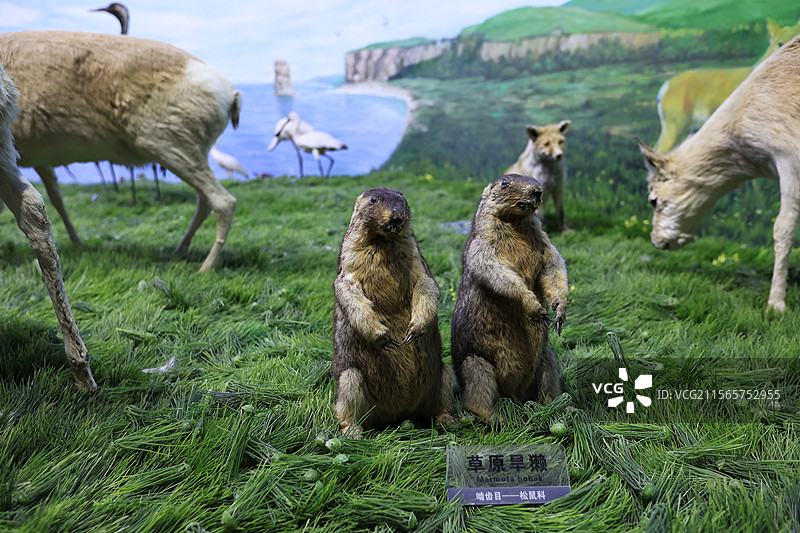 呼伦贝尔扎赉诺尔博物馆及文物图片素材