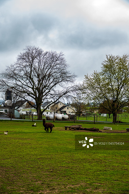 当代桃花源，美国阿米什人保护地—归去来兮，家园图片素材