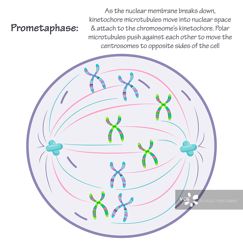 有丝分裂的前中期阶段图片素材