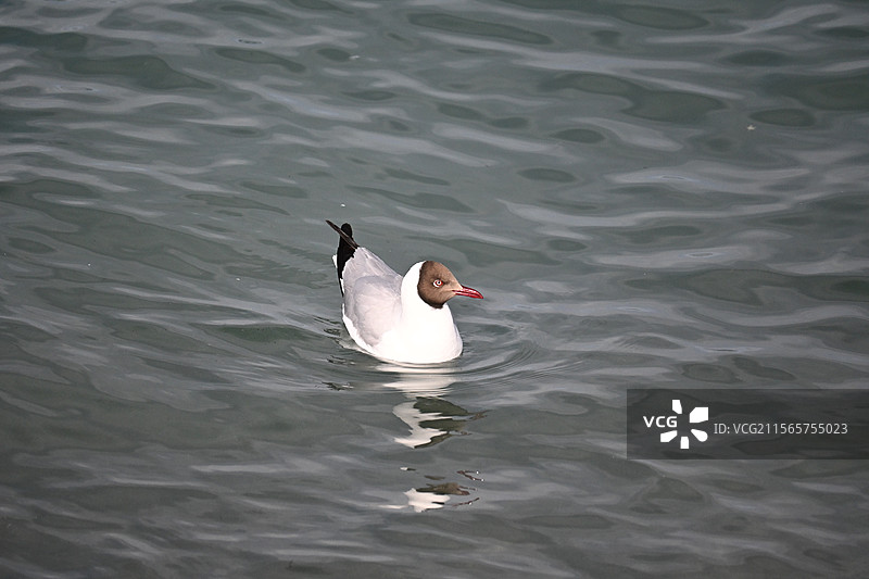 青海湖东格尔观景台的国家一级保护动物-遗鸥图片素材