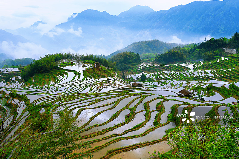 云和.梯田春韵图片素材