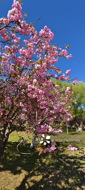 唐山市路南区南湖袋鼠房车露营地～樱花盛开图片素材