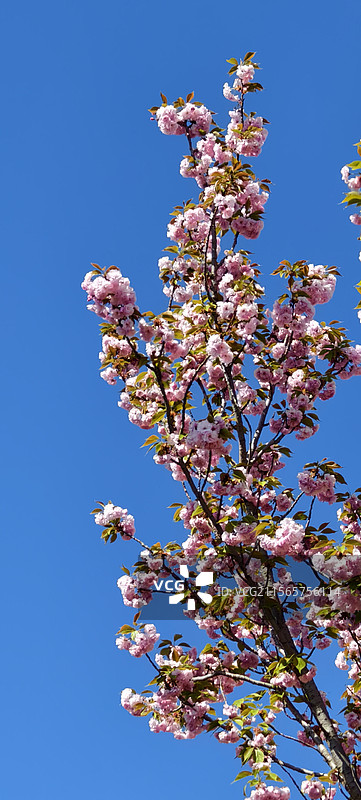 唐山市路南区南湖袋鼠房车露营地～樱花盛开图片素材