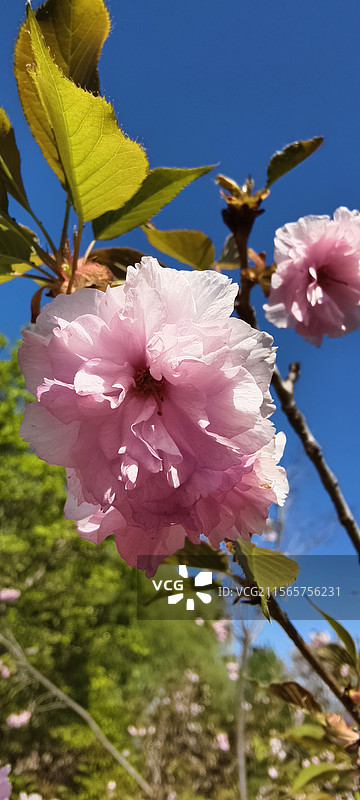 唐山市路南区南湖袋鼠房车露营地～樱花盛开图片素材