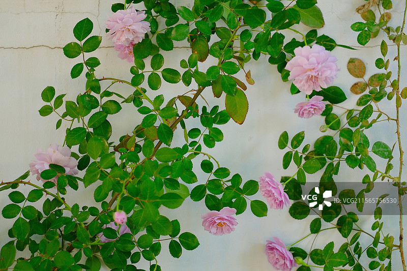 春天。百叶蔷薇。七姊妹。野蔷薇。月季花。风景。自然风光背景图图片素材