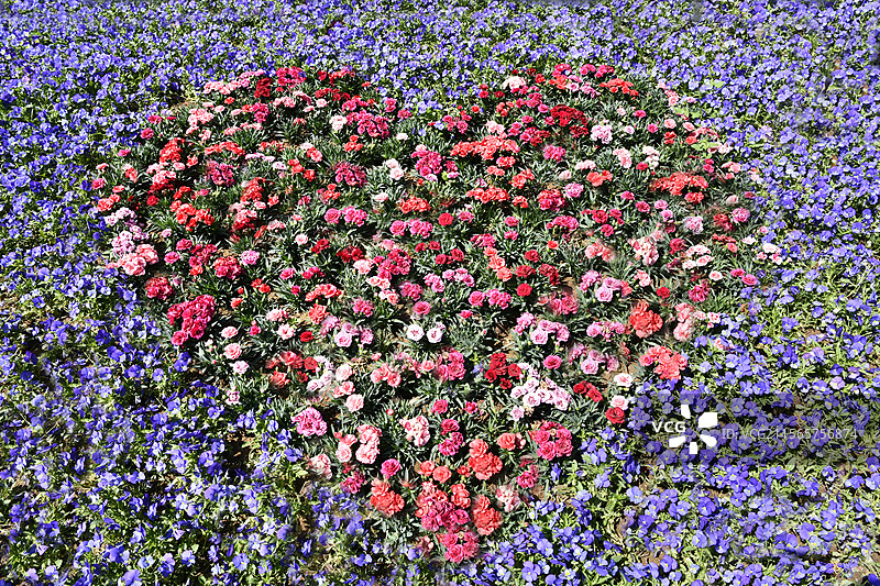 心形图案的鲜花图片素材