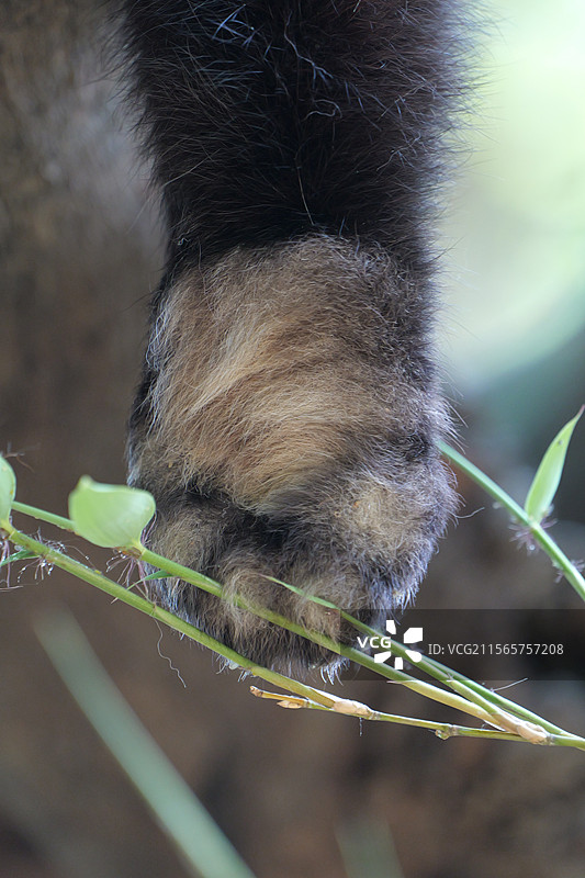 小熊猫的脚底板特写图片素材