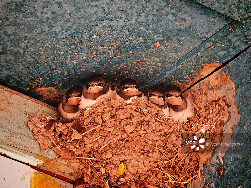 未出窝的小燕子图片素材