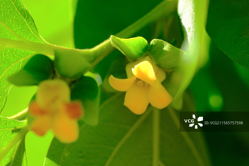春天。阳光照耀下的柿子花。柿树。自然风光背景图。晴朗晴天。柿柿如意图片素材