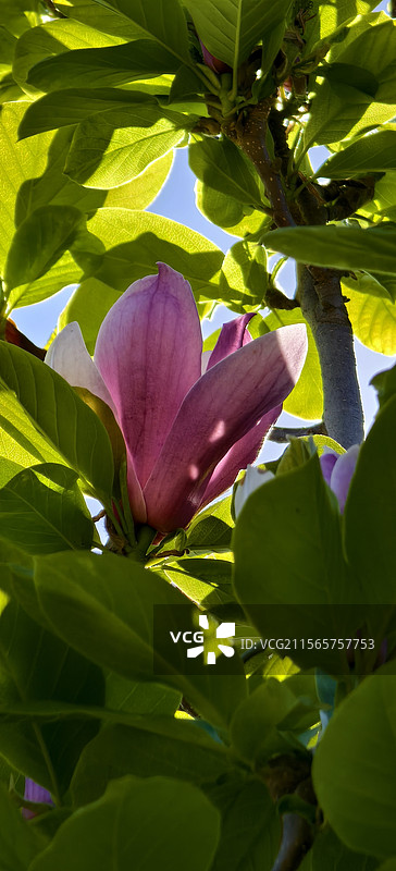 唐山市路南区南湖袋鼠房车露营地～玉兰花图片素材